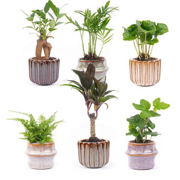 Zimmerpflanzen Set mit 6 Pflanzen + Keramik – Topfset Barcelona – kompakt & stilvoll – Palme – Plant