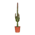 Dreikantige Wolfsmilch Euphorbia Trigona Rubra Zimmerpflanze Ø17cm ↕70cm – pflegeleichte Sukkulente für Wohnzimmer, Büro & helle Standorte kaufen – Plant