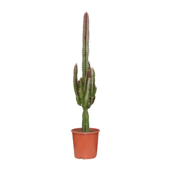 Dreikantige Wolfsmilch Euphorbia Trigona Rubra Zimmerpflanze Ø17cm ↕70cm – pflegeleichte Sukkulente für Wohnzimmer, Büro & helle Standorte kaufen – Plant