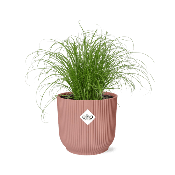Wechselblättriges Zyperngras Cyperus Alternifolius Zumula Zimmerpflanze Ø14cm – pflegeleichte Grünpflanze für Wohnzimmer, Büro & helle Standorte – Plant