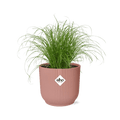 Wechselblättriges Zyperngras Cyperus Alternifolius Zumula Zimmerpflanze Ø14cm – pflegeleichte Grünpflanze für Wohnzimmer, Büro & helle Standorte – Plant