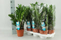 Zamioculcas Zamiifolia Zimmerpflanze Ø14cm ↕55cm – pflegeleichte Grünpflanze für Wohnzimmer, Büro & helle Standorte kaufen – Plant