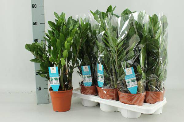 Zamioculcas Zamiifolia Zimmerpflanze Ø14cm ↕55cm – pflegeleichte Grünpflanze für Wohnzimmer, Büro & helle Standorte kaufen – Plant
