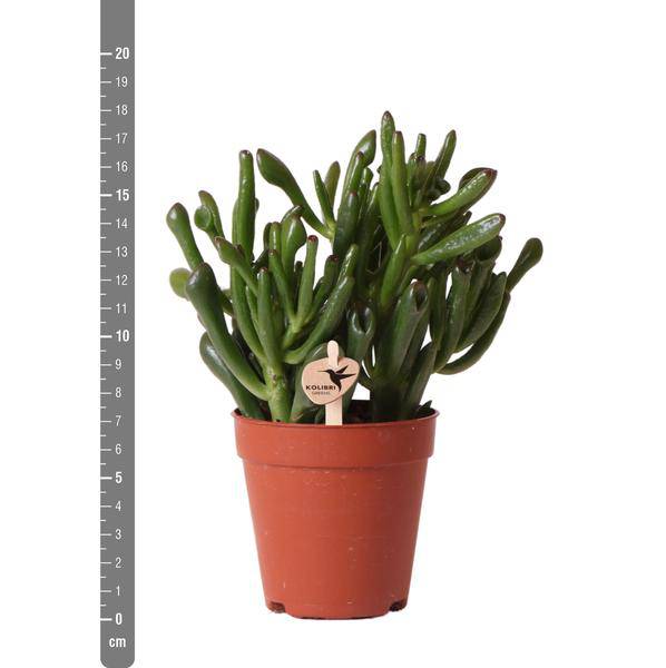 Sukkulente – Crassula Hobbit – Zimmerpflanze – Ø9cmaSukkulente Crassula Hobbit – Robuste Zimmerpflanze – Ø9cm – Plant