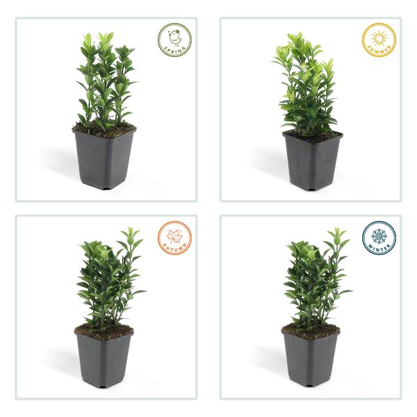 Japanischer Spindelstrauch Euonymus japonicus 'Green Spire' – 60 Pflanzen – ↕10-25cm – Ø9cm – Immergrüner Heckenstrauch & Solitärpflanze – Pflegeleicht & schnittverträglich – Sonne & Schatten – Plant