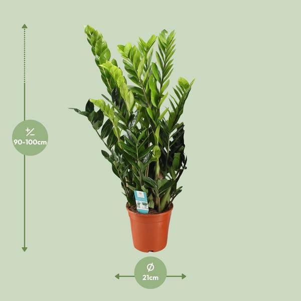 Glücksfeder Zamioculcas Zamiifolia Zimmerpflanze Ø21cm ↕95cm – pflegeleichte Grünpflanze für Wohnzimmer, Büro & helle Standorte kaufen – Plant