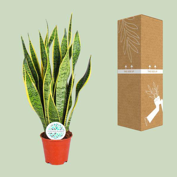 Bogenhanf – Sansevieria Trifasciata Laurentii – Zimmerpflanze – Ø14cm – ca. 50cm hoch – Luftreinigend & extrem pflegeleicht – Plant