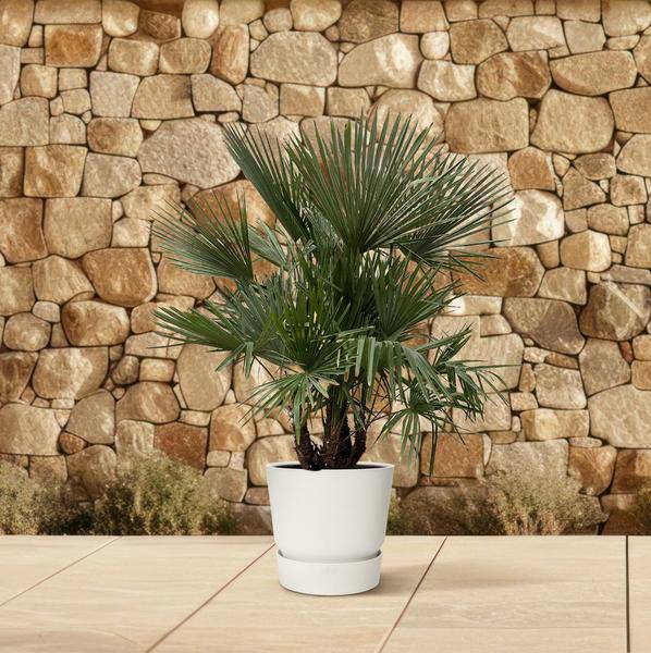 Hanfpalme Gartenpflanze Ø50cm ↕230cm – winterharte Pflanze für Garten, Balkon, Terrasse, Kübel & Beet online kaufen – Plant