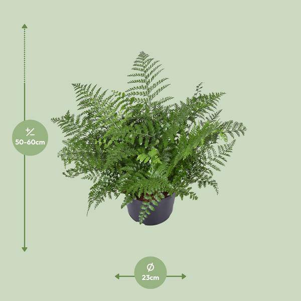 Nestfarn – Asplenium Parvati – Zimmerpflanze – Ø23cm – 55cm hoch – pflegeleichte Grünpflanze für Innenräume – dekorativer Farn für Wohnzimmer & Büro – Plant