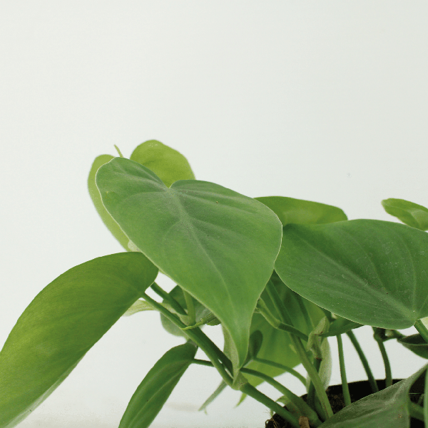 Baumfreund Philodendron Scandens Zimmerpflanze Ø12cm ↕5cm – pflegeleichte Grünpflanze für Wohnzimmer, Büro & helle Standorte kaufen – Plant