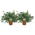 Phlebodium Blue Star – Tüpfelfarn Zimmerpflanze – 2 Pflanzen – Ø17cm – ca. Ø60cm Wuchsbreite – Blaugrüner Farn für Wohnzimmer, Bad & Büro – Plant