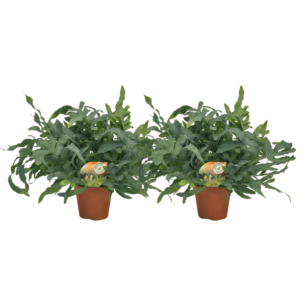 Phlebodium Blue Star – Tüpfelfarn Zimmerpflanze – 2 Pflanzen – Ø17cm – ca. Ø60cm Wuchsbreite – Blaugrüner Farn für Wohnzimmer, Bad & Büro – Plant
