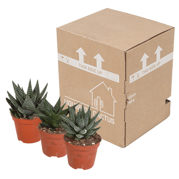 Sukkulenten Mix Gasteria & Haworthia – 3 Pflanzen – Ø8,5cm Zimmerpflanzen – Verschiedene Mini – Sukkulenten – Plant