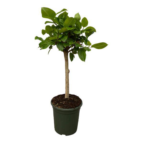 Ficus Altissima variegata – Feigenbaum – Zimmerpflanze – 150cm hoch – Ø33cm – Plant
