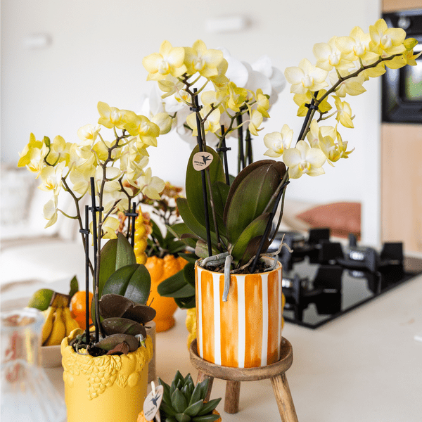 Dekotopf Keramik – Blumentopf Bemalter Streifen Orange – Ø9cm – Modernes Pflanzgefäß für Zimmerpflanzen & Deko – Plant