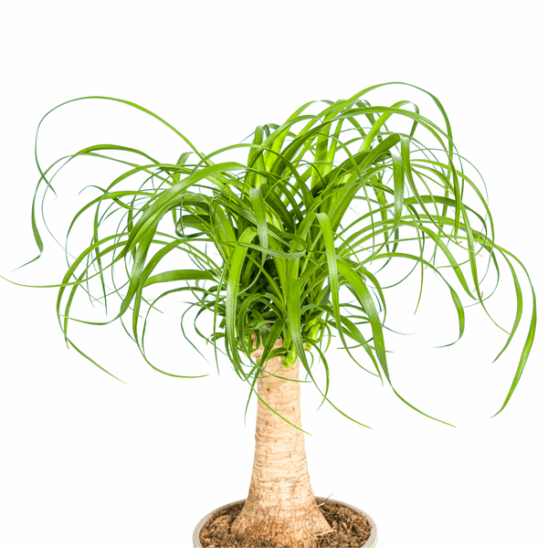 Beaucarnea Recurvata – Elefantenfuß – Zimmerpflanze – Ø17cm – ↕40-60cm – Pflegeleicht & dekorativ – Plant