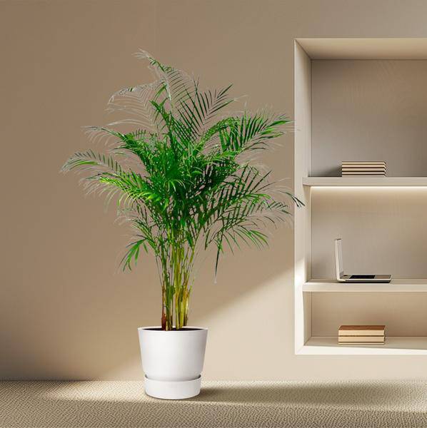 Goldfruchtpalme Dypsis Lutescens Zimmerpflanze Ø24cm ↕170cm – tropische Grünpflanze für Wohnzimmer, Büro & helle Standorte kaufen – Plant