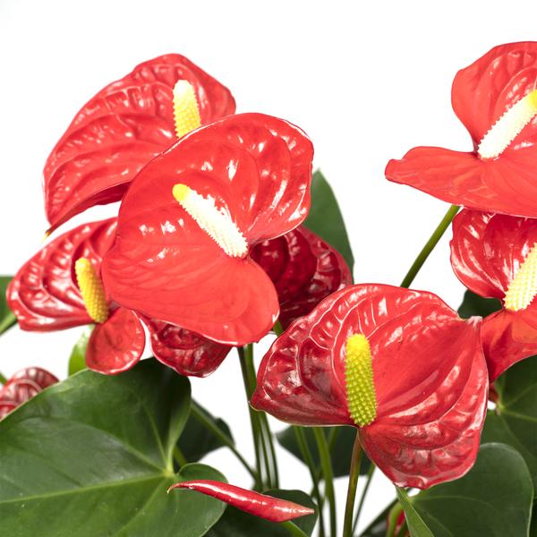 Flamingoblume – Anthurium Rot – Zimmerpflanze – Ø17cm – ↕55cm – Elegante rote Blüten – Pflegeleichte Zimmerpflanze – Plant