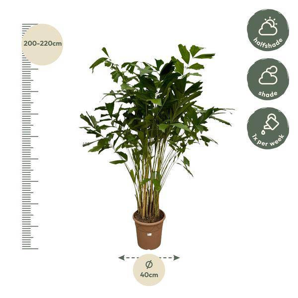 Caryota Mitis – Fischschwanzpalme – Zimmerpflanze ↕210cm – Ø40cm – Tropische Rarität mit gefiederten Blättern – XXL Palme für Zimmer & Büro – Plant