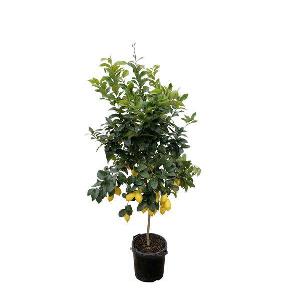 Orangenbaum – Citrus Calamondin – Zitruspflanze 200cm Ø40cm – Kübelpflanze mit duftenden Blüten & Früchten – Plant