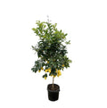 Orangenbaum – Citrus Calamondin – Zitruspflanze 200cm Ø40cm – Kübelpflanze mit duftenden Blüten & Früchten – Plant