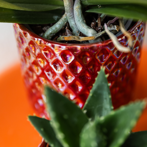Diamant Perle Dekotopf – Rot – Ø9cm – Keramik Übertopf aus der Colourful Optimism Kollektion – Plant