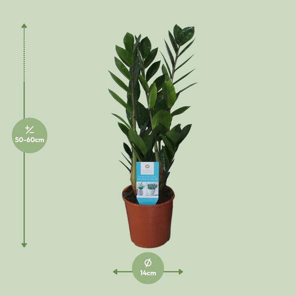 Glücksfeder Zamioculcas Zamiifolia Zimmerpflanze Ø14cm ↕55cm – pflegeleichte Grünpflanze für Wohnzimmer, Büro & helle Standorte kaufen – Plant