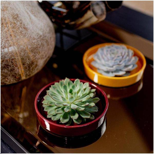 Sukkulente Echeveria Pulidonis Rootless Zimmerpflanze Ø20cm ↕5cm – pflegeleichte Sukkulente für Wohnzimmer, Büro & helle Standorte kaufen – Plant