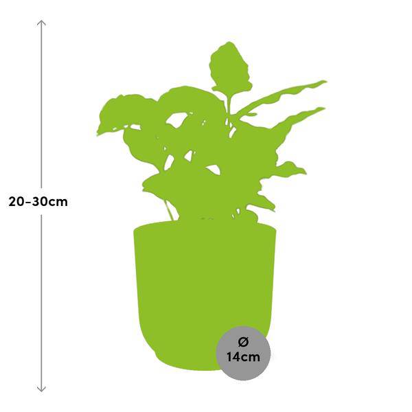 Kaffee Pflanze Coffea Arabica Zimmerpflanze – pflegeleichte Grünpflanze für Wohnzimmer, Büro & helle Standorte kaufen – Plant