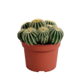 Kaktus – Eriocactus warasii – Ø12cm – Zimmerpflanze & Sukkulente – Kugelkaktus mit feinen gelben Stacheln – Pflegeleicht & dekorativ – Plant
