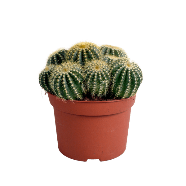 Kaktus – Eriocactus warasii – Ø12cm – Zimmerpflanze & Sukkulente – Kugelkaktus mit feinen gelben Stacheln – Pflegeleicht & dekorativ – Plant