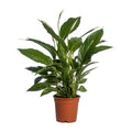 Einblatt Spathiphyllum Vivaldi – Ø17cm – ↕70cm – Pflegeleichte Friedenslilie mit weißen Blüten – Plant