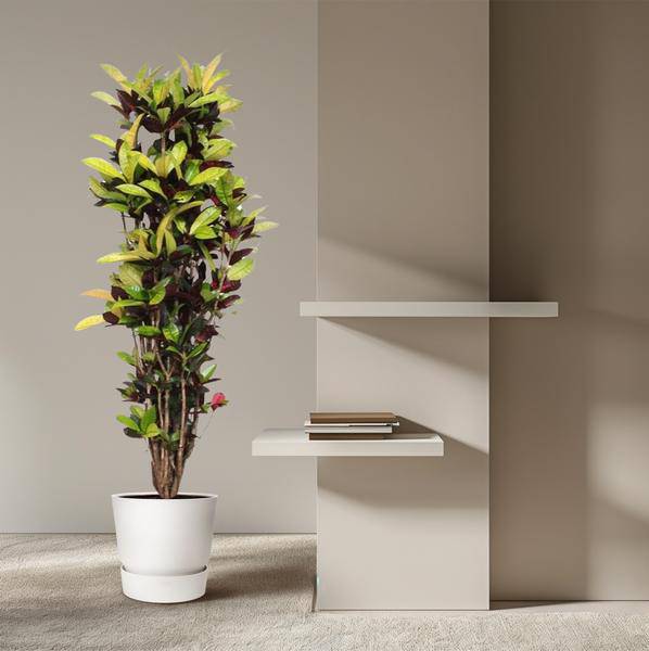 Wunderstrauch – Codiaeum Iceton Croton – Zimmerpflanze ca. 190cm Höhe – Ø45cm – dekorative Pflanze mit bunten Blättern für Wohnzimmer & Büro – Plant