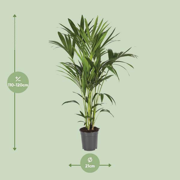Kentiapalme – Howea Forsteriana – Zimmerpflanze – Ø21cm – ↕120cm – Elegante & pflegeleichte Grünpflanze – Tropische Palme für Wohnzimmer & Büro – Plant