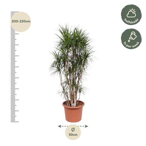 Drachenbaum Dracaena Marginata – 220cm hoch – Ø40cm – Exotische Zimmerpflanze mit grünen Blättern & roten Rändern – pflegeleicht – für Zimmer & Büro – Plant