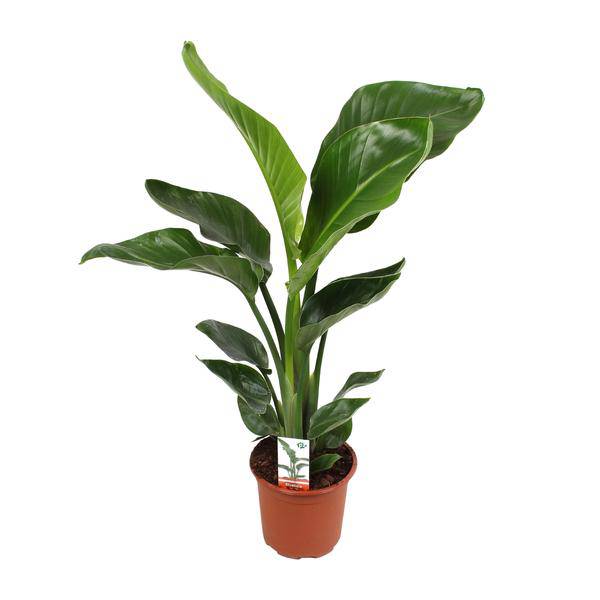 Baum – Strelitzie – Strelitzia Nicolai – Paradiesvogelblume – Ø17cm ↕70cm – tropische Zimmerpflanze mit exotischem Blattschmuck – Plant