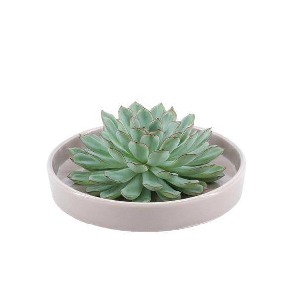 Sukkulente – Echeveria pulidonis ROOTLESS – Ø20cm Schale Taupe – Zimmerpflanze ohne Wurzeln – Pflegeleichte Schnitt – Plant