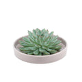 Sukkulente – Echeveria pulidonis ROOTLESS – Ø20cm Schale Taupe – Zimmerpflanze ohne Wurzeln – Pflegeleichte Schnitt – Plant
