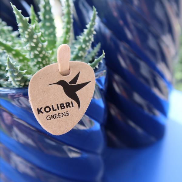 Candy Dekotopf – Hoch – Blau – Ø9cm – Moderner Keramiktopf in kräftigen Farben – Stilvoller Pflanzentopf für Zimmerpflanzen, Orchideen & Sukkulenten – Plant