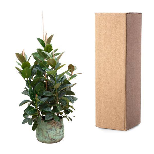 Gummibaum – Ficus Robusta – Zimmerpflanze 150cm – Ø38cm – XXL – Pflanze mit großen dunkelgrünen Blättern – Kübelpflanze für Wohnzimmer & Büro – Plant