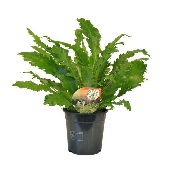 Nestfarn – Asplenium Campio – Zimmerpflanze – Ø17cm x ↕50cm – dekorativer Farn für Wohnzimmer, Büro & Innenräume – Plant