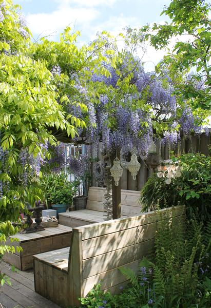 Chinesischer Duft – Blauregen Wisteria sinensis ‘Caroline’ Gartenpflanze Ø15cm ↕65cm – winterharte Pflanze für Garten, Balkon, Terrasse, Kübel – Plant