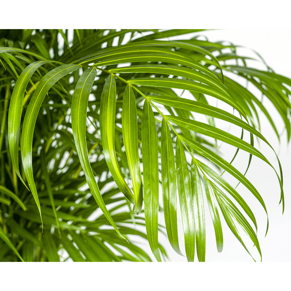 Dypsis Areca lutescens – Goldfruchtpalme – Zimmerpflanze – Ø27 cm – Höhe 150-170 cm – Tropische, federartige Blätter – Ideal für Wohnräume & Büro – Plant