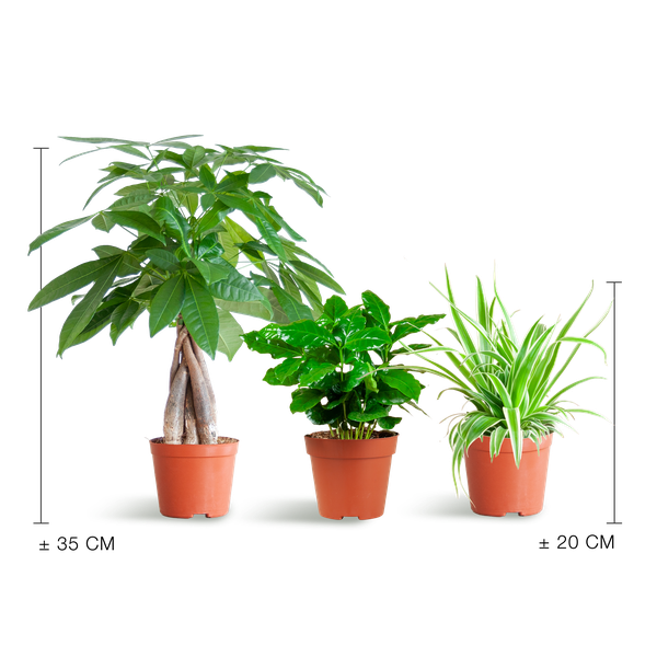 Haustierfreundliches Pflanzset – Zimmerpflanzen Mix – Ø12cm – Ungiftig für Katzen & Hunde – 3 Pflanzen – Set – Für Kinder und Haustiere geeignet – Plant
