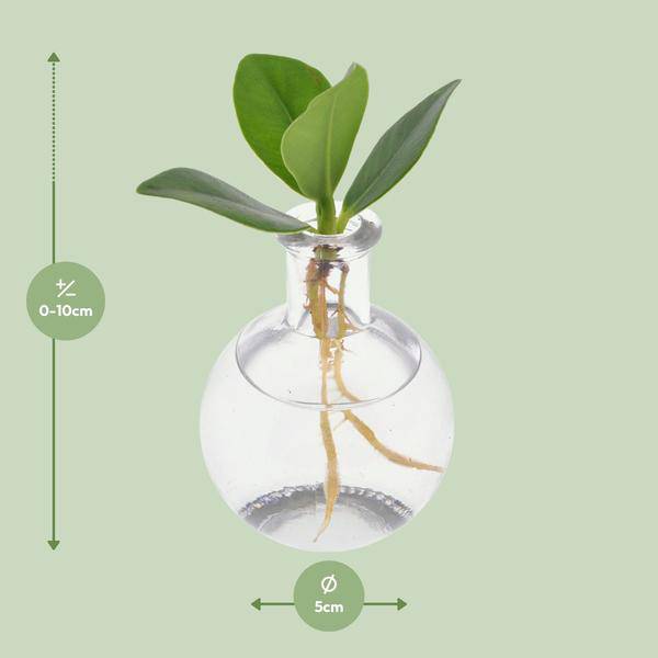 Clusia im Samoa Glas – Ø5cm – ↕10cm – dekorative Hydroponik – Zimmerpflanze mit Korkverschluss – pflegeleicht & modern – Plant