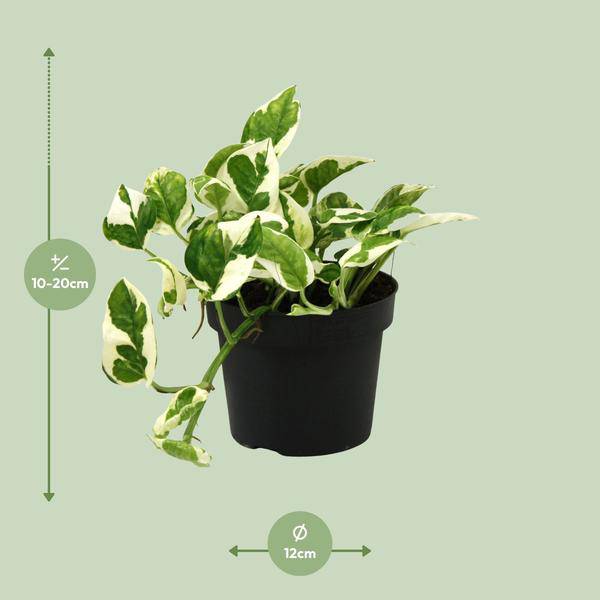 Gefleckte Efeutute – Scindapsus Epipremnum N’joy – Zimmerpflanze Ø12cm ↕15cm – pflegeleichte luftreinigende Kletterpflanze mit herzförmigen Blättern