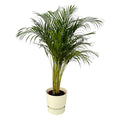 Areca Palme – Betelpalme – Zimmerpflanze ca. 130cm – Ø24cm – inkl. Pflanzgefäß Greenville Weiß D30xH28 – Plant