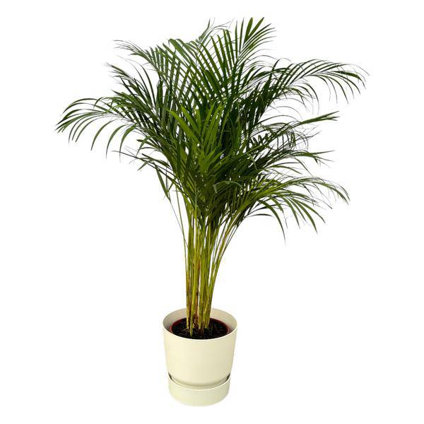 Areca Palme – Betelpalme – Zimmerpflanze ca. 130cm – Ø24cm – inkl. Pflanzgefäß Greenville Weiß D30xH28 – Plant