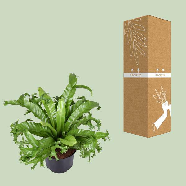 Nestfarn Asplenium nidus Crissie Zimmerpflanze Ø23cm ↕55cm – pflegeleichte Grünpflanze für Wohnzimmer, Büro & helle Standorte kaufen – Plant