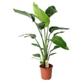 Baum – Strelitzie – Strelitzia Nicolai – Zimmerpflanze – Ø21cm – ↕100cm – Weiße Paradiesvogelblume – Plant